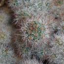 Mammillaria mazatlanensis 2017-09-29 5815