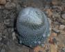 Epithelantha micromeris 2016-04-22 8320