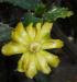 Opuntia brasiliensis 2015-05-29 OB 124