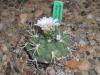 Gymnocalycium anisitsii 2016-05-20 1006