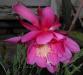 Epiphyllum 2015-06-01 OB 245