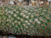 Mammillaria matudae 2018-05-04 0418