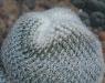 Epithelantha micromeris 2016-04-22 8322b