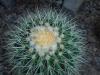 Echinocactus grusonii 2016-05-31 1776