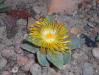 Pleiospilos 2015-10-03 5980