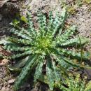 Reseda luteola 2017-04-20 8149