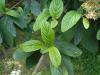 Viburnum rhytidophyllum 2016-05-17 0581