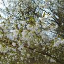 Prunus incisa Yamadei 2015-04-16 058