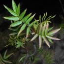 Sorbaria tomentosa var. angustifolia 2016-04-22 8199