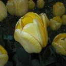 Tulipa Jewel of Spring 2016-04-28 9135