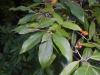 Elaeagnus multiflora 2016-09-10 4210