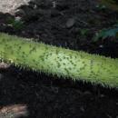 Gunnera manicata 2015-07-01 4042