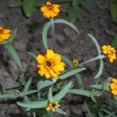 Zinnia angustifolia 2015-06-20 3321