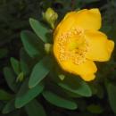 Hypericum moserianum Hidcote 2016-07-19 2805