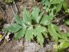 Hydrophyllum virginianum 2017-04-20 8214