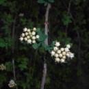 Spiraea hypericifolia 2016-05-17 0789