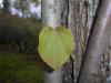 Cercidiphyllum japonicum 2016-04-19 7583