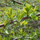Prinsepia uniflora 2017-04-17 7208