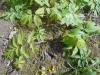 Hydrophyllum virginianum 2017-04-20 8217