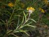 Inula ensifolia 2016-07-19 3152