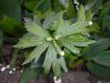 Anemone canadensis 2016-05-17 0674