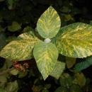 Viburnum lantana variegatum 2015-07-01 3678