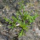 Matricaria chamomilla 2018-05-04 0784