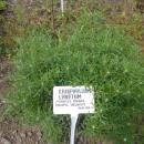 Eriophyllum lanatum 2016-05-17 0552