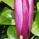 Magnolia liliiflora 2015-06-01 OB 314