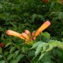 Campsis radicans 2015-07-15 4164