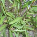 Buphthalmum salicifolium 2016-05-31 2154