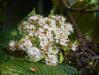 Viburnum rhytidophyllum 2016-05-17 0583