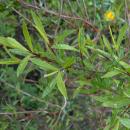 Salix purpurea Nana 2017-05-05 9359