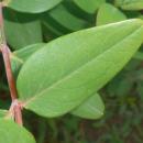 Hypericum moserianum Hidcote 2016-07-19 2809b