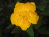 Hypericum moserianum Hidcote 2016-07-19 2804