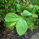 Spiraea betulifolia var lucida 2017-04-17 7249