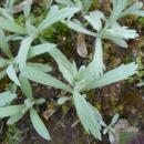 Artemisia ludoviciana subsp candicans 2017-04-17 7880