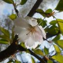Prunus Accolade 2017-04-17 7469
