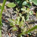 Pseudofumaria lutea 2017-04-20 8401