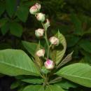 Exochorda racemosa subsp. serratifolia 2016-04-28 9484